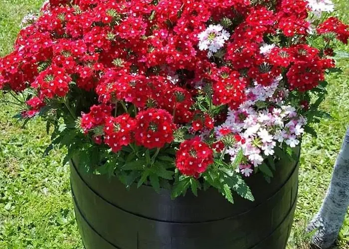 Сasa de vacaciones костови 2 *